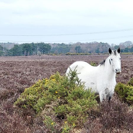 In The Heart Of The New Forest Fordingbridge Buitenkant foto
