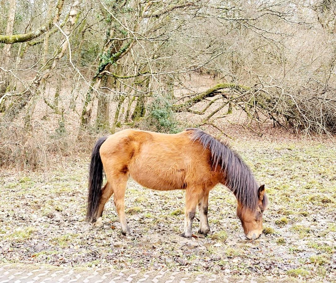 In The Heart Of The New Forest Fordingbridge Buitenkant foto